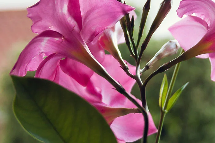 Nahaufnahme rosa Blüten